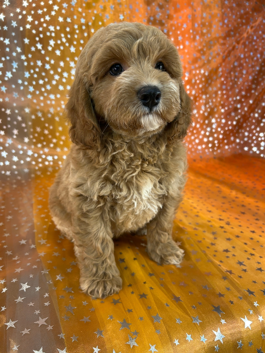 Male Cockapoo Puppy for Sale DOB 6-3-2026 $950